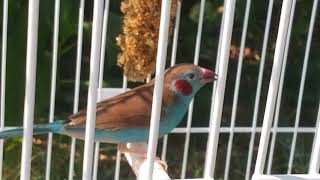 Male red cheek cordon bleu finch singing outside [upl. by Anirehc389]