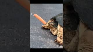 Snapping Turtle Vs hotdog reels [upl. by Lehctim]