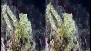 D382Harbor Seal and Lobster Fun YT3D [upl. by Ellenuahs]