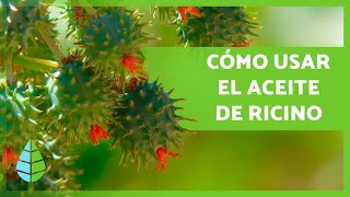 10 USOS del ACEITE de RICINO 💚 ¡Cabello Pestañas Antiacné y más [upl. by Lorianna]