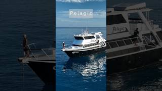 PELAGIC SURF CHARTERS mentawai [upl. by Fenelia]