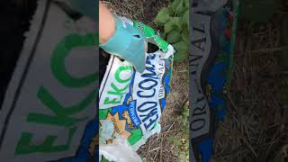 Planting Hyssop in Colorado gardening [upl. by Wiencke288]