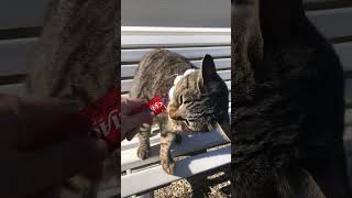 A cat is eating a piece of food from a persons hand cats shortsfeed pets cutecats shortvideo [upl. by Ylil739]