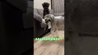 【れおぱおチャンネル】選択する前の靴下を盗んだワンコはどうなる？ 愛犬 多頭飼い シュナウザー れおぱおチャンネル dog [upl. by Eiggep]