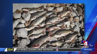 Utah chub illegally introduced at Millsite Reservoir puts bluehead sucker population at risk [upl. by Baniez]