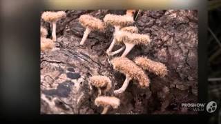 Lentinus crinitus  fungi kingdom [upl. by Seugirdor]