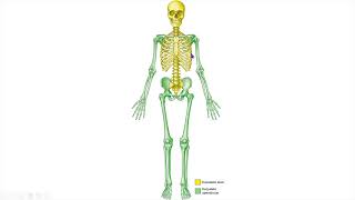 DIVISÃO DO ESQUELETO anatomia fisioterapia medicina enfermagem biomedicina estetica odonto [upl. by Helenka]