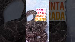 Rescate de yara en Punta Colorada  Bothrops pubescens [upl. by Nohtan754]