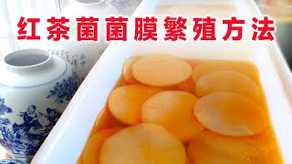 红茶菌康普茶菌膜的繁殖方法kombucha SCOBY reproduction method [upl. by Ettenotna]