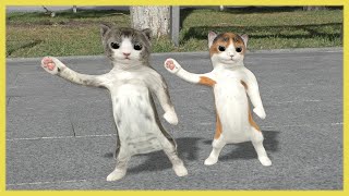 Dancing cats [upl. by Adnylam]