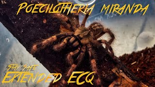 Poecilotheria Miranda [upl. by Leugar]