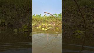 wow Incredible Hook Trap Fishing in Beel pond water hooktrapfishing catchfish fishing shorts [upl. by Lasorella692]