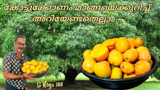 All about Kottukonam mango  ഞങ്ങളുടെ കോട്ടുക്കോണം മാങ്ങ വിളവെടുത്ത് പഴുപ്പിച്ചപ്പോൾ [upl. by Atsylac]