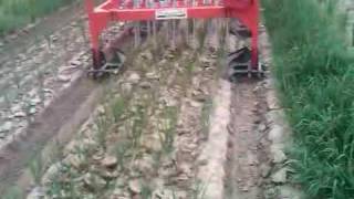 Precision Weeder demonstration in Pakistan  System of Rice Intensification SRI [upl. by Sands514]