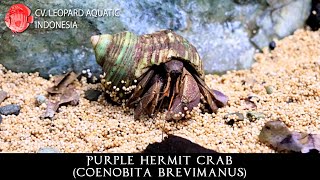 Coenobita brevimanus The PURPLE HERMIT CRAB Leopard Aquatic Y023A [upl. by Anilosi634]