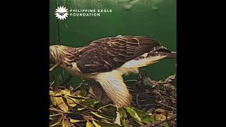 Philippine Eagle Viggo Preparing His Nest [upl. by Dalenna]