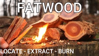 Is this natures greatest Fire Starter Fatwood for Bushcraft amp Survival  How to find burn cook [upl. by Arjan920]