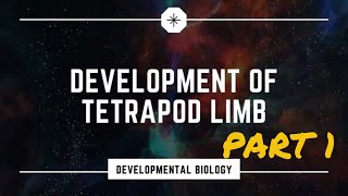 Tetrapod limb development  part 1 [upl. by Ainitsirc]