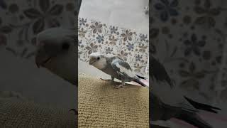 Cockatiel whistling 😍 cockatiel bird birds birdlife parrot birdslover cute [upl. by Nhguahs703]