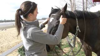 How to Bridle a Horse [upl. by Bach809]