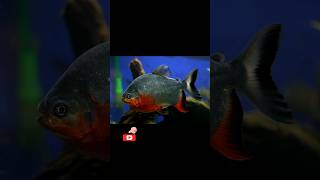 Red Belly Pacu Fish 🐟redbellypacu red belly pacu fish tank mates Red Belly pacu size fishing [upl. by Jennings]