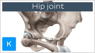 Hip joint  Bones ligaments blood supply and innervation  Anatomy  Kenhub [upl. by Fellows]