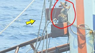 4 verängstigte Kätzchen saßen auf dem Mast des brennenden Schiffes sie riefen um Hilfe [upl. by Dorrej]