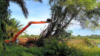 Jenis Pohon Yang Susah Di Tumbangkan‼️Excavator Long Arm Tumbang pohon Ara [upl. by Wendolyn]