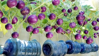 Unbelievably growing round Eggplant is so easy and so many fruits [upl. by Tnomed]