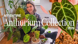 my anthurium collection 10 species amp hybrids  2023 [upl. by Thynne]