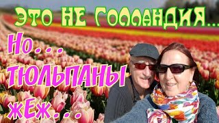 Любишь ТЮЛЬПАНЫ А поехали с нами ПровансГолланлия Forever 😉😜😘 [upl. by Murvyn493]