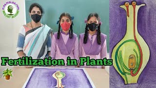 Fertilization in Plants  Double Fertilization in Plants  Reproduction in Plants [upl. by Jonette]