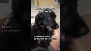 Tenemos hambre si morimos de hambre señordelosanillos perros humor mascotas [upl. by Anelav]