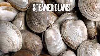 How to dig for Steamer Clams [upl. by Service236]