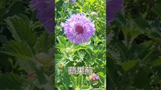 夏季の玫瑰園 Ep4：藍冠菊盛開｜有蘋果的香氣｜植株強健｜又稱蘋果薊｜Brazilian Buttonflower｜Centratherum punctatum [upl. by Gillmore217]