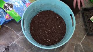 Planting onions with a Biochar seed mix [upl. by Schilling]