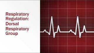 Regulation of Respiration Dorsal Respiratory Group [upl. by Einnos975]