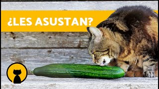 ¿Los GATOS tienen MIEDO a los PEPINOS 🥒❗🐈 [upl. by Ted]