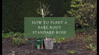 Planting a bare root standard tree rose [upl. by Pauline]