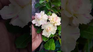 Adenium youtubeshorts flowers houseplantshopping [upl. by Llenaj]