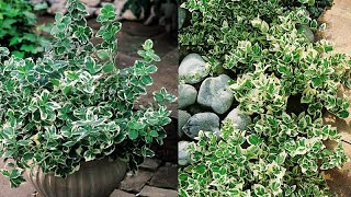 How to grow euonymus  Euonymus Fortunei  Euonymus plant [upl. by Ambrose880]