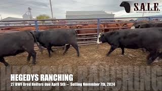 HEGEDYS RANCHING 27 BWF Bred Heifers Due April 5th [upl. by Viviyan]