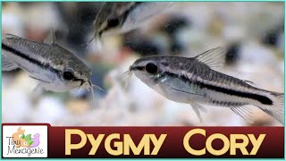 All About Pygmy Corydoras  Perfect Nano Catfish for Smaller Tanks [upl. by Durante]