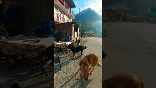 dog streetdog doglover viralshorts [upl. by Grizelda]