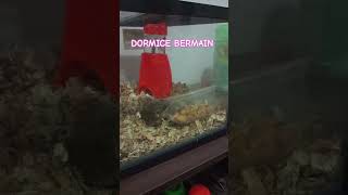 Dormice Bermain [upl. by Bills]