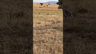 Baby Thomson gazelle in Serengeti plains 21072023 [upl. by Mindy796]