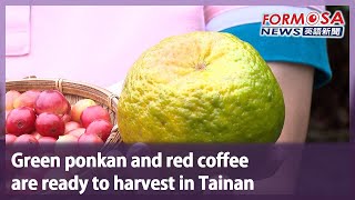 Green ponkan and red coffee are ready to harvest in Tainan｜Taiwan News [upl. by Clarise]