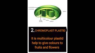 What is Plastids shorts science class9th viral [upl. by Mcgurn]