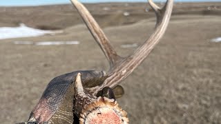 Shed Hunting 2024 “Mule Deer Madness” [upl. by Peggir]