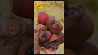 Java Olive fruit harvesting sterculia foetida image satisfying shortvideo [upl. by Acinomaj]